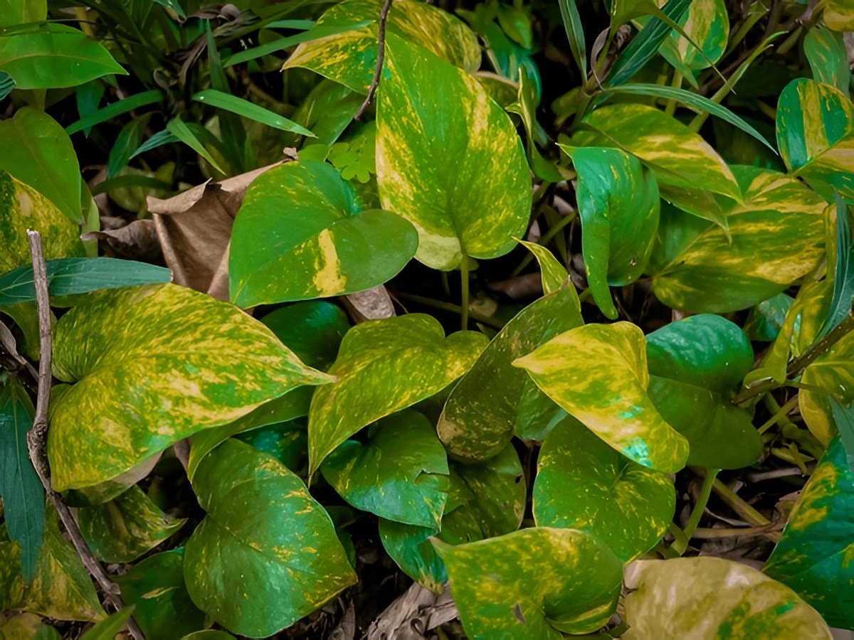The History and Origin of Pothos — Where Does It Come From?