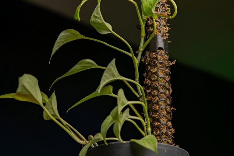 How to Grow Pothos on a Moss Pole (and Why You Should)