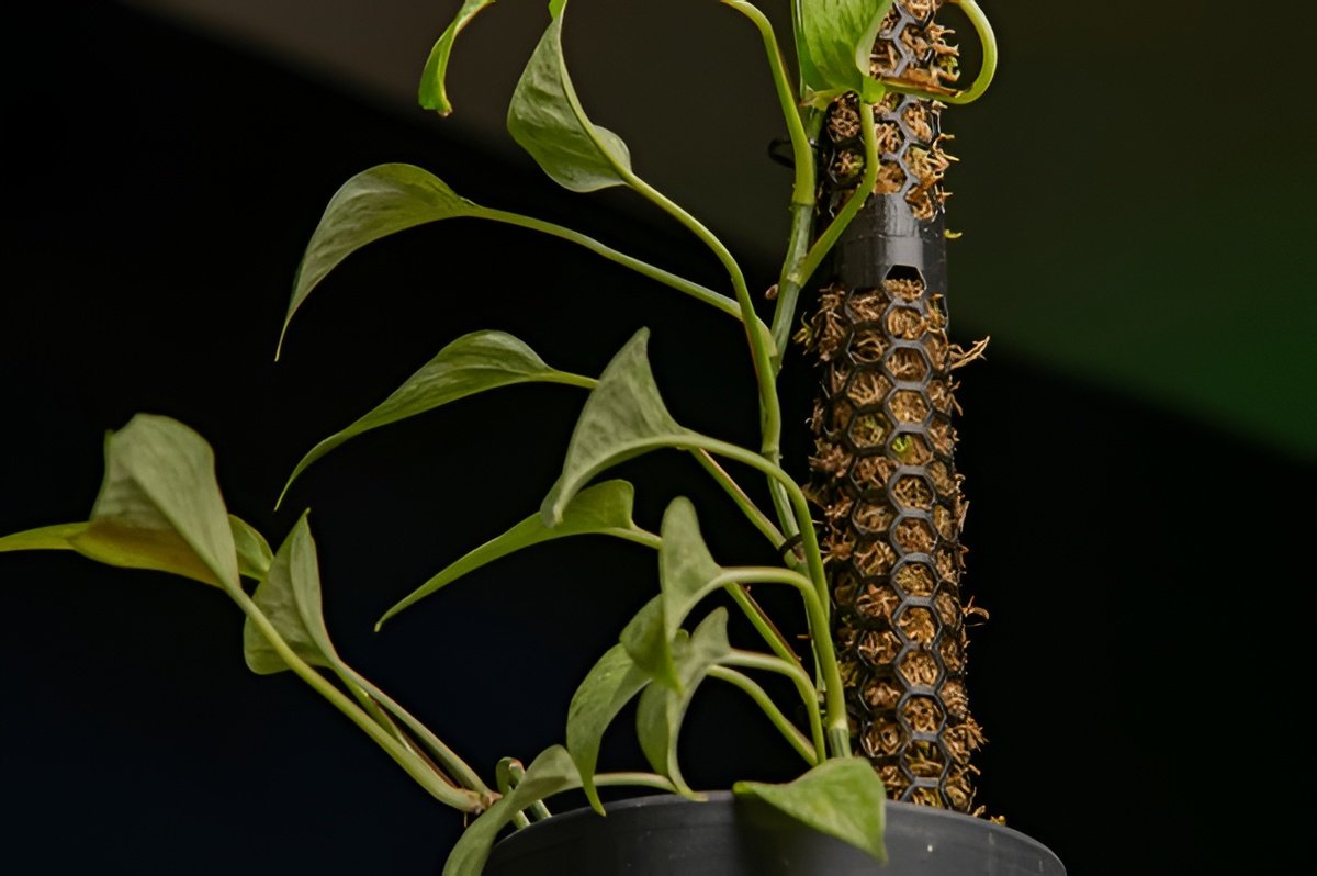 How to Grow Pothos on a Moss Pole (and Why You Should)